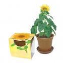 Reklaminė saulėgraža ekologiškame vazonėlyje "Easy Pot Big"