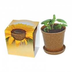 Reklaminė saulėgraža ekologiškame vazonėlyje "Easy Pot"