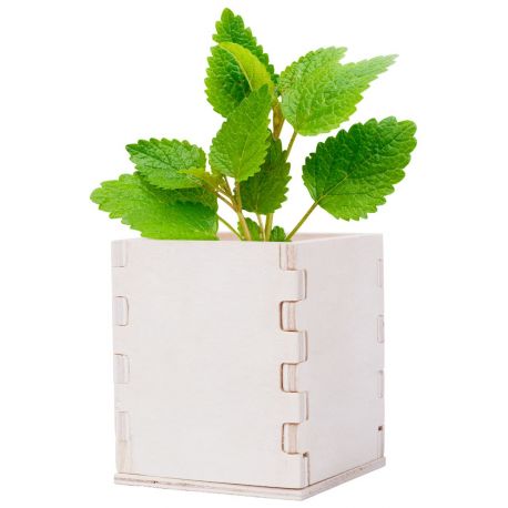 Reklaminis augalas " Mint "