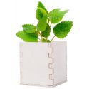 Reklaminis augalas " Mint "