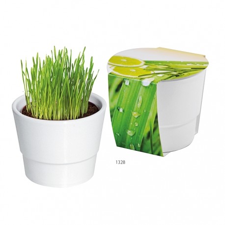 Reklaminis augalas vazonėlyje "Platnting Pot Set Lemon grass"