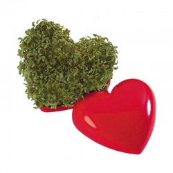 Reklaminis augalas "Small Heart"