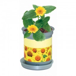 Reklaminis augalas skardinėje "XL Growing Tin"